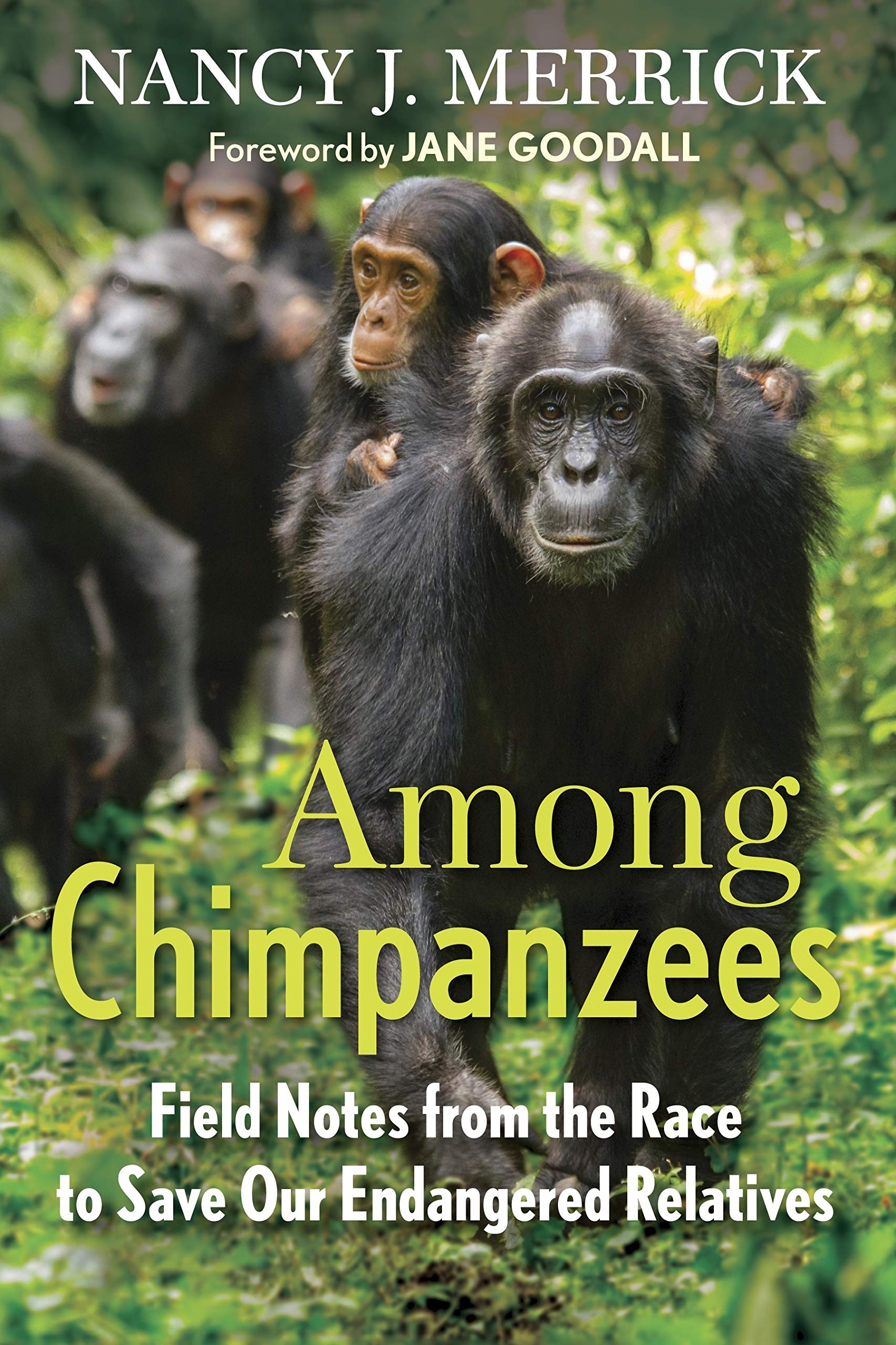 among chimpanzees