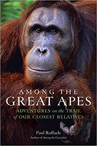 among the great apes